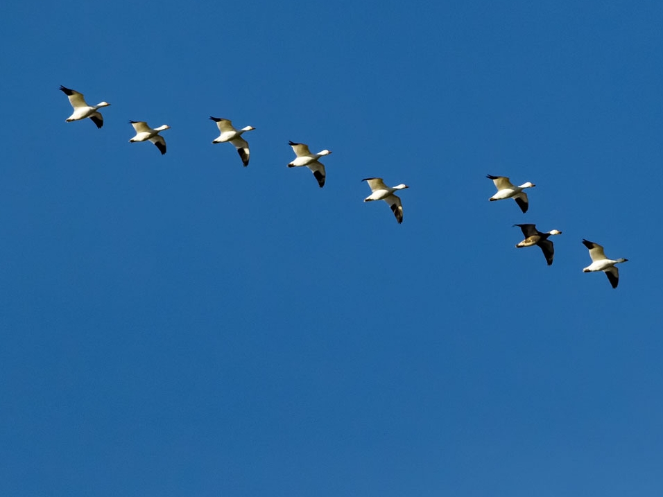 Snow-geese-V-formation.jpg