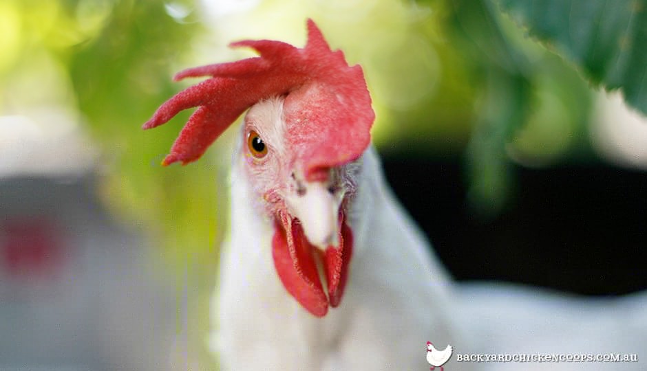 white-leghorn-chicken-floppy-comb.jpg